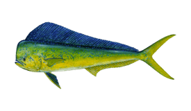 Mahi Mahi